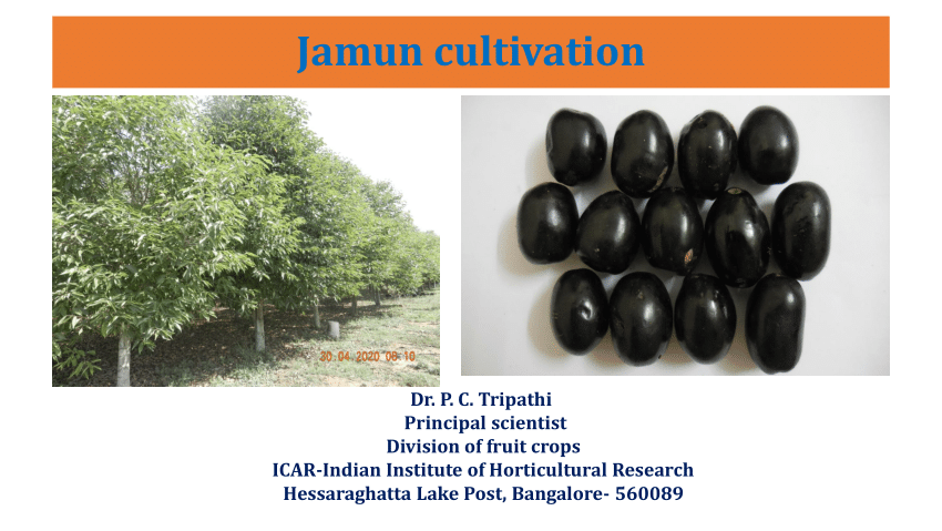 research paper of jamun