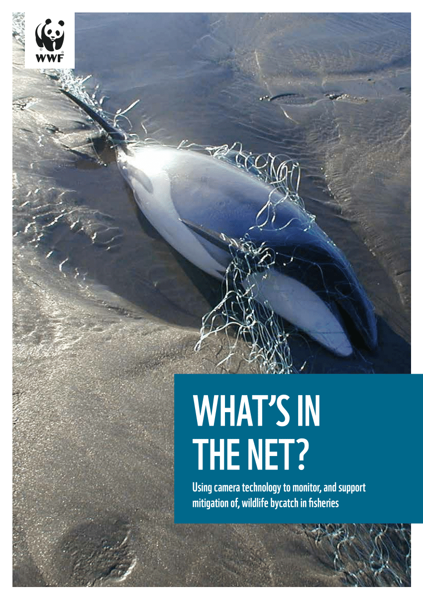 PDF) What's in the Net? Using camera technology to monitor, and