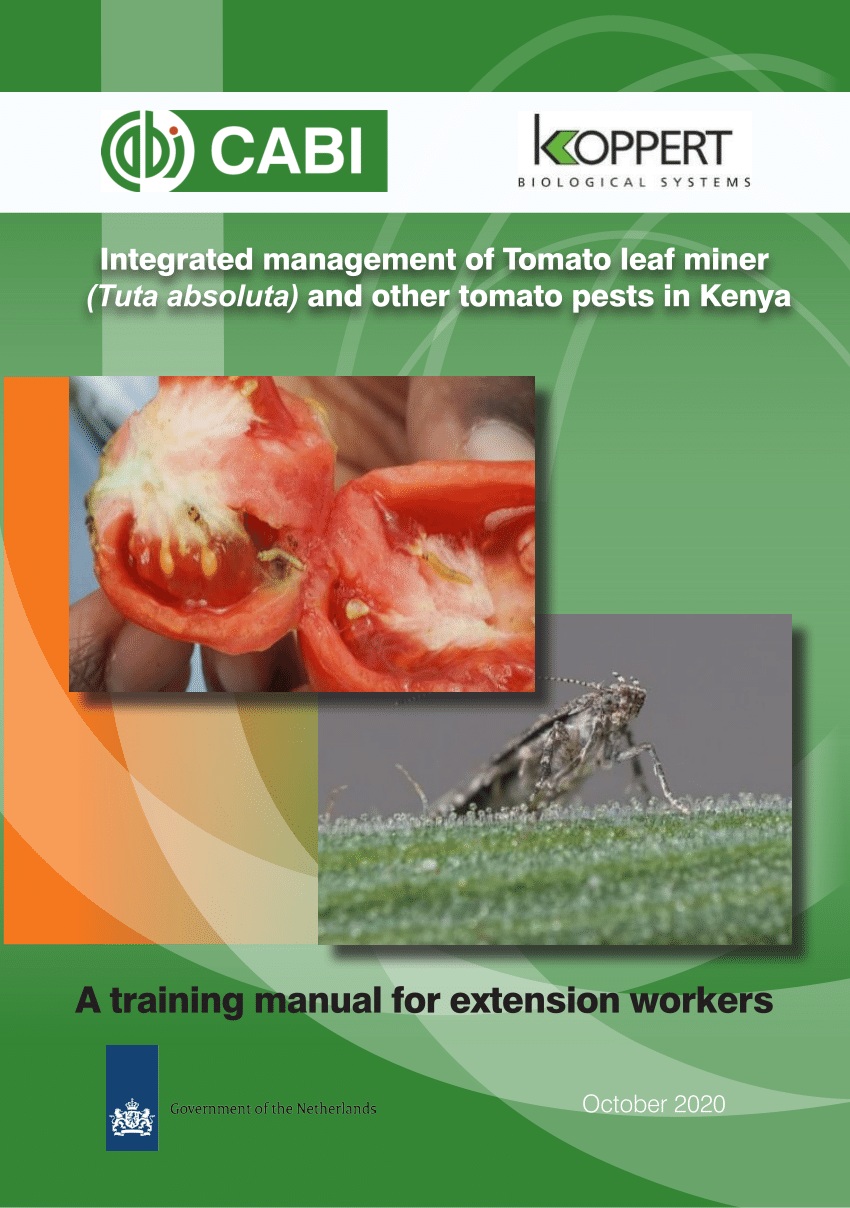 https://i1.rgstatic.net/publication/346941572_Integrated_management_of_Tomato_leaf_miner_Tuta_absoluta_and_other_tomato_pests_in_Kenya_A_training_manual_for_extension_workers_October_2020_1/links/5fd32d70299bf188d40b1e2f/largepreview.png