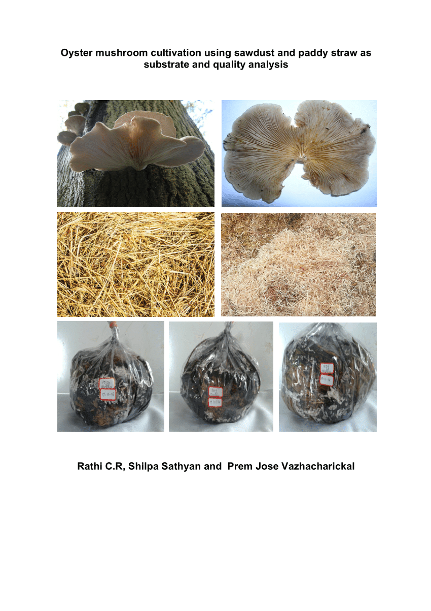 How to grow Oyster Mushrooms on straw and substrates