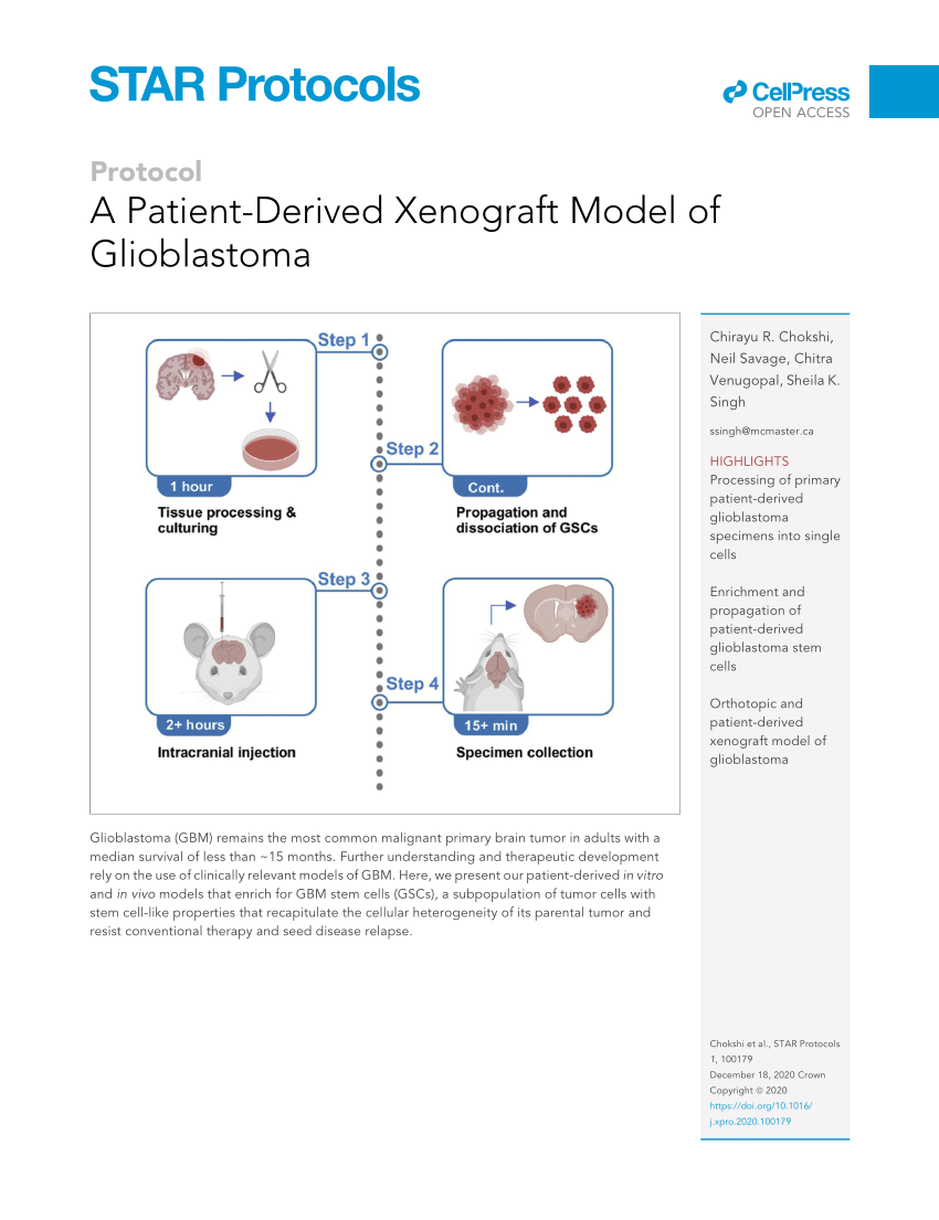 Pdf A Patient Derived Xenograft Model Of Glioblastoma