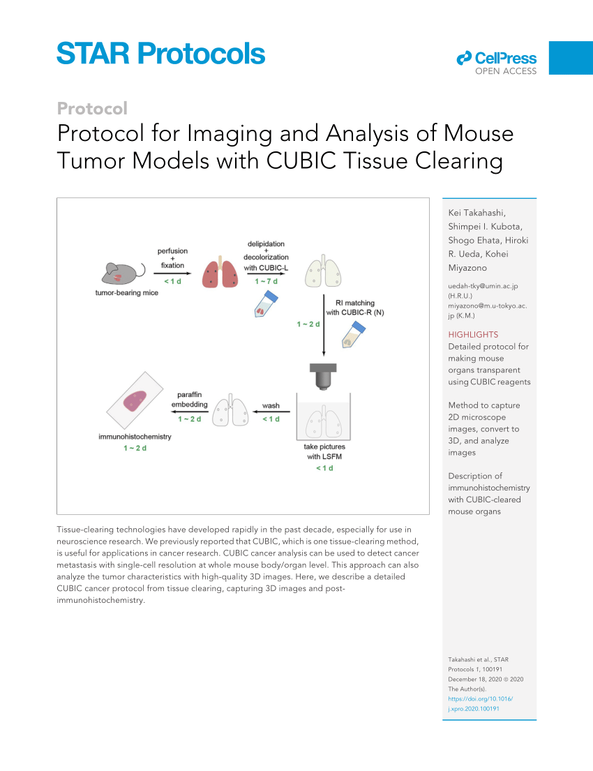 Pdf Protocol For Imaging And Analysis Of Mouse Tumor Models With Cubic Tissue Clearing