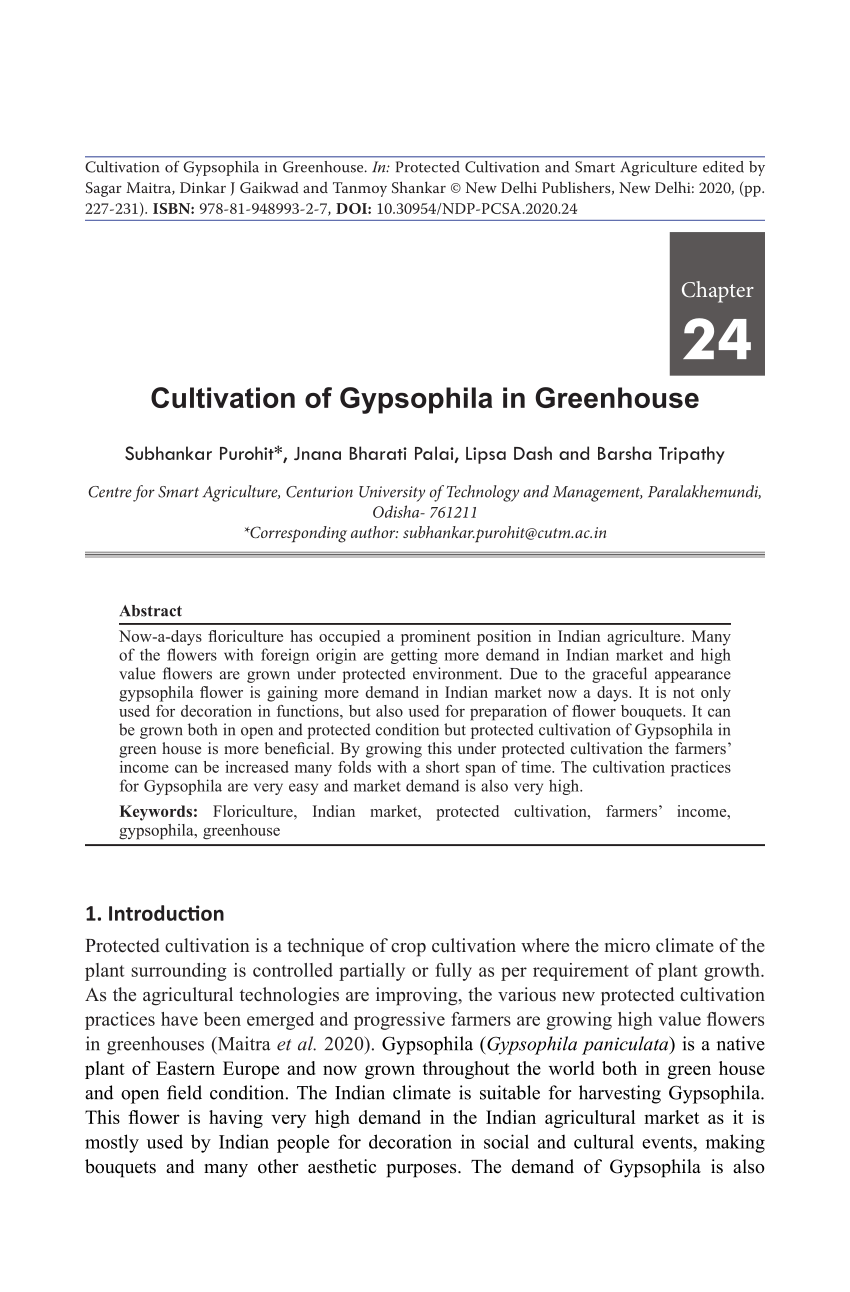 Gypsophila - Wikipedia