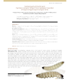 Preview image for The Nutritional quality of the white worm (Agathymus remingtoni Stallings & Turner Lepidoptera: Hesperiidae) of maguey lechuguilla (Agave lechuguilla Torrey)