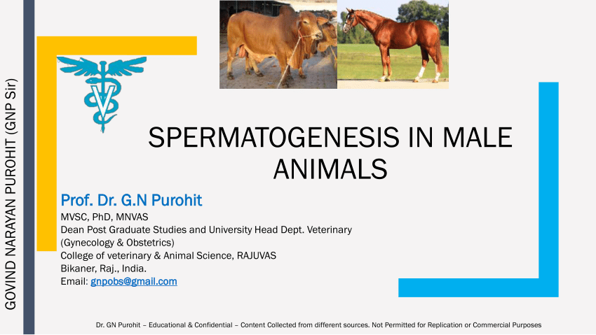 PDF) Andrology Lecture 11 Spermatogenesis