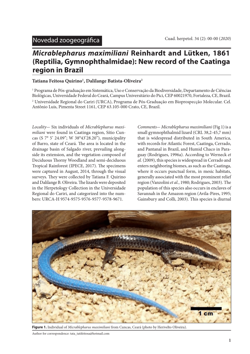FAUNA E FLORA DO RN: Lagarto-de-cauda-azul Micrablepharus maximiliani  (REINHARDT & LÜTKEN, 1862) ; Fauna do Rio Grande do Norte.
