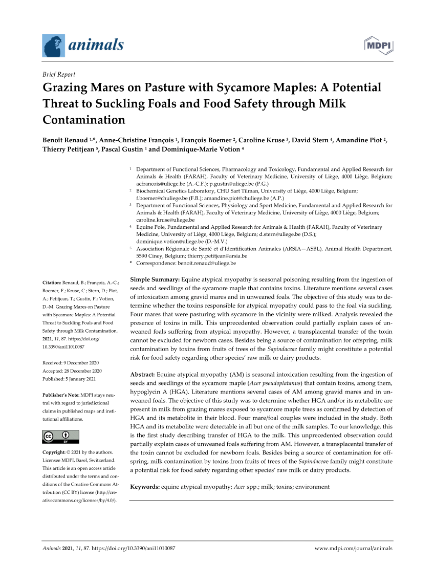 Pdf Grazing Mares On Pasture With Sycamore Maples A Potential Threat To Suckling Foals And Food Safety Through Milk Contamination