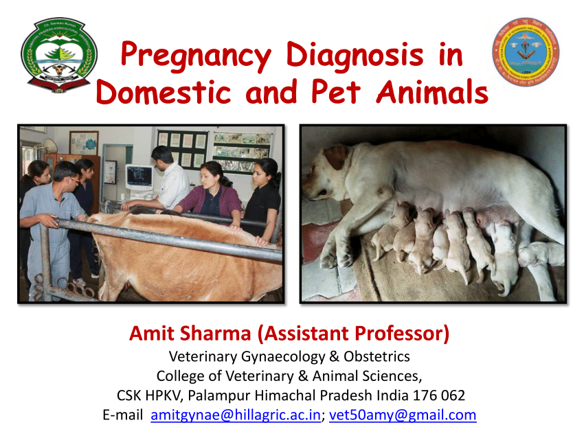 PDF) Pregnancy Diagnosis in Domestic and Pet Animals