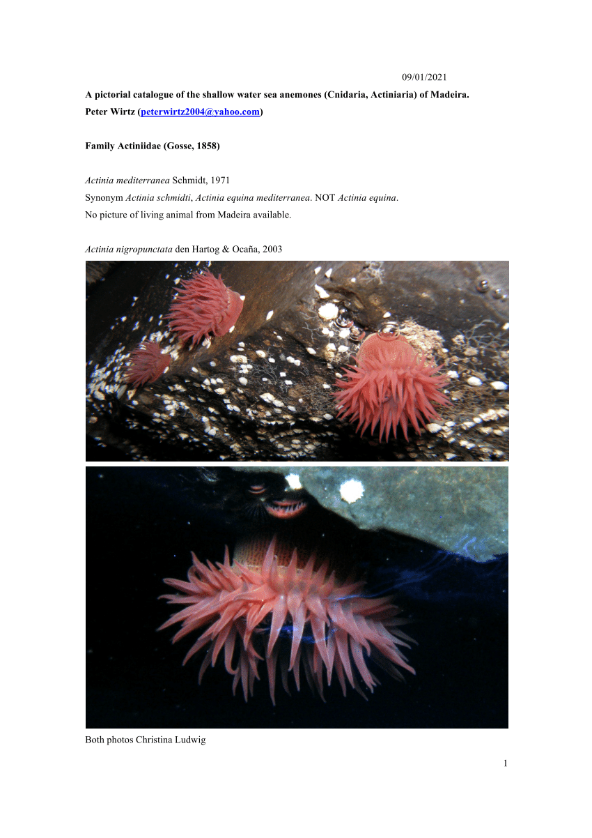 PDF) A pictorial catalogue of the shallow water sea anemones (Cnidaria,  Actiniaria) of Madeira.