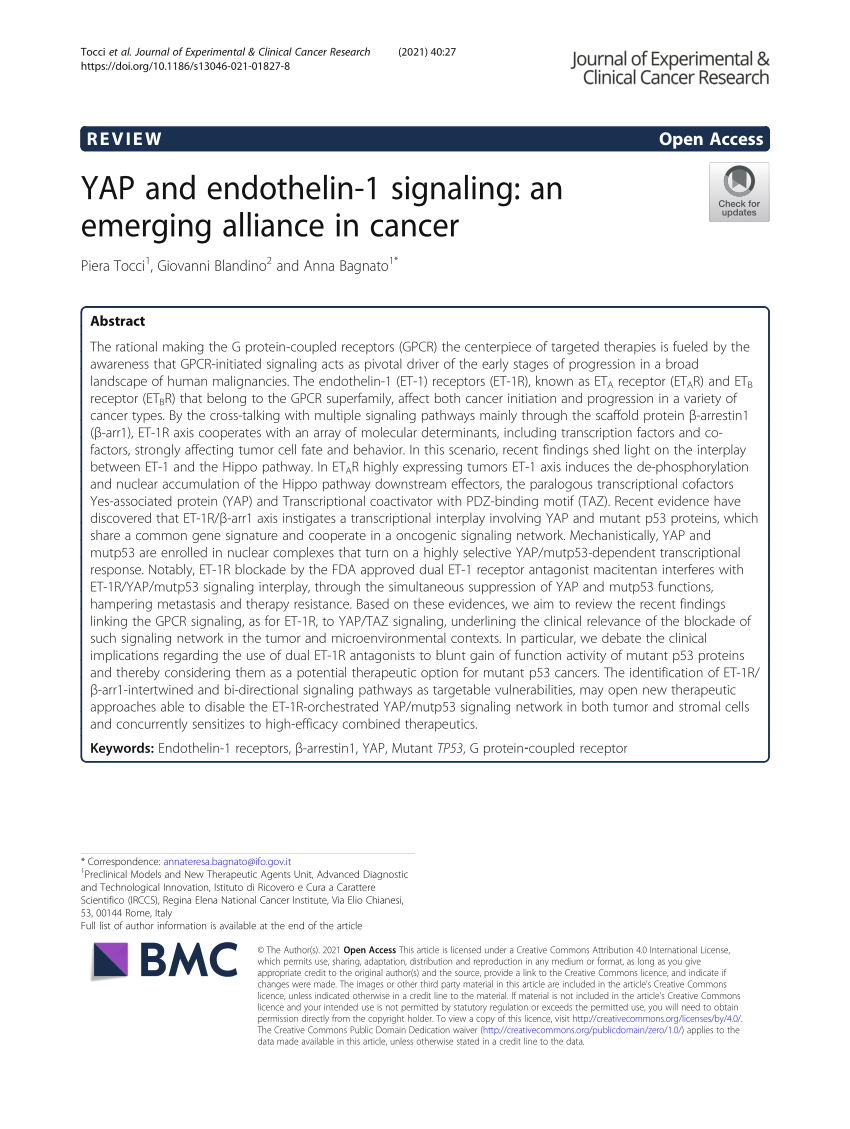 YAP and endothelin-1 signaling: an emerging alliance in cancer