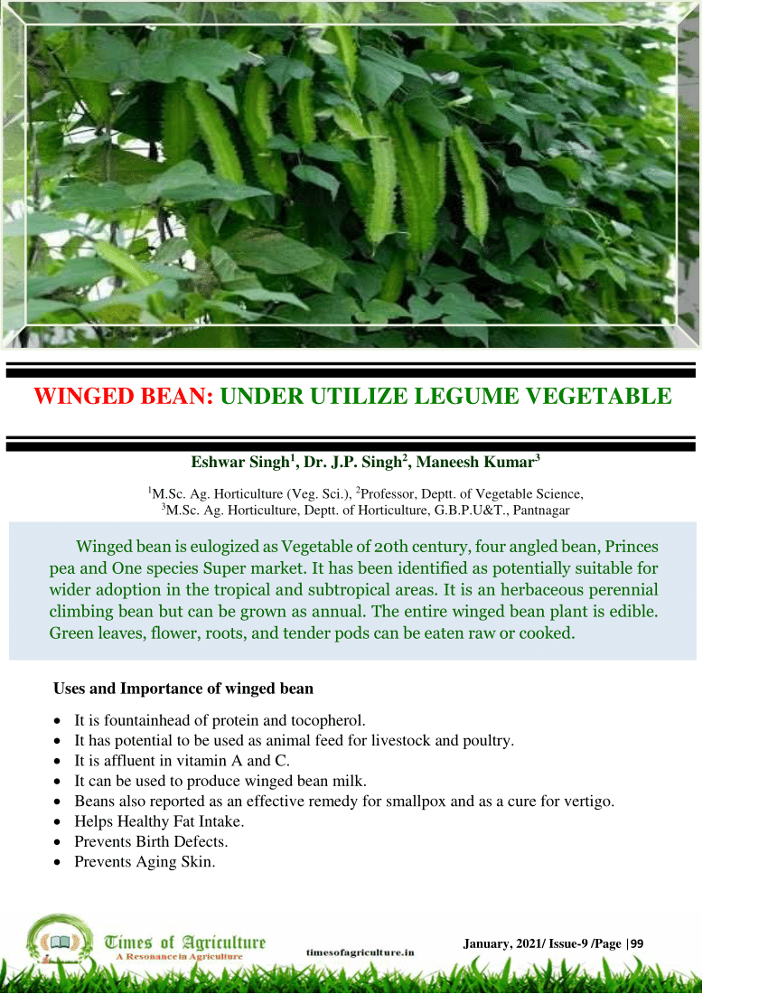PDF Winged Bean Under utilize legume vegetable