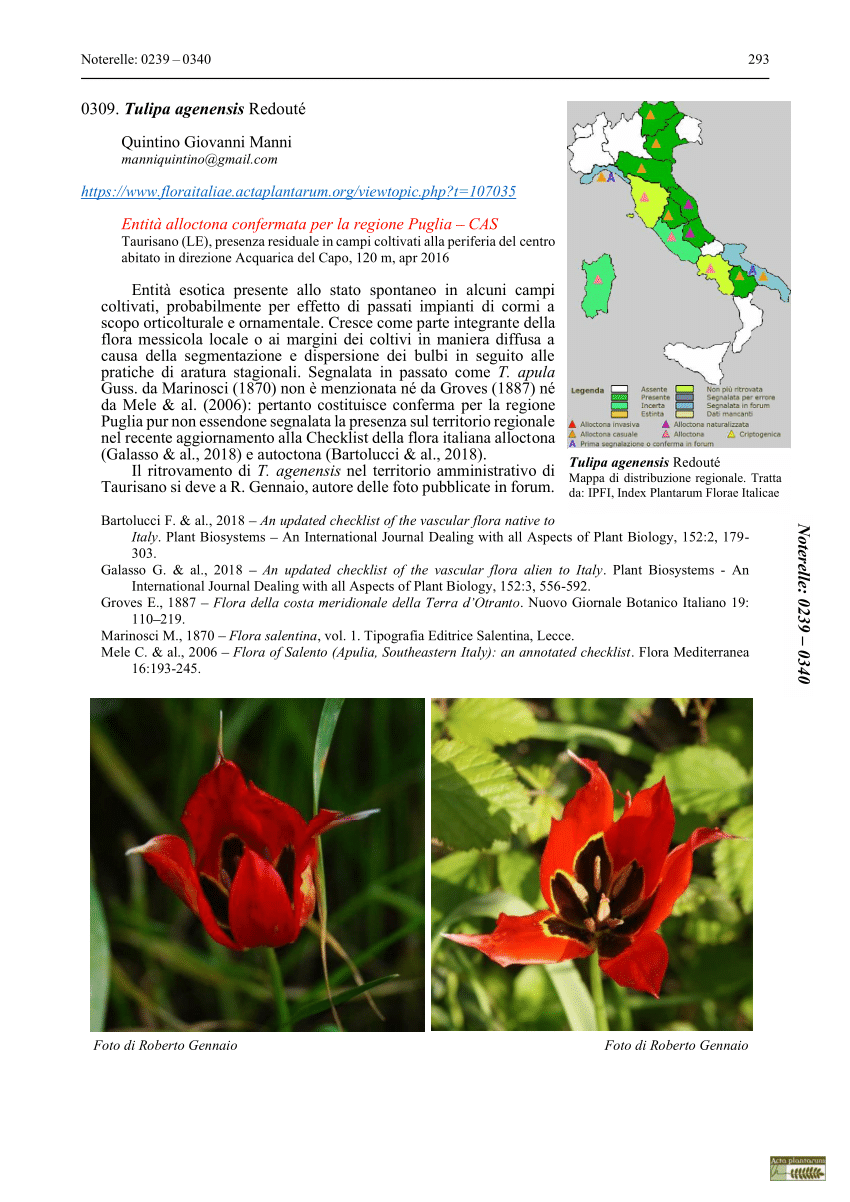 (PDF) 0309. Tulipa agenensis Redouté