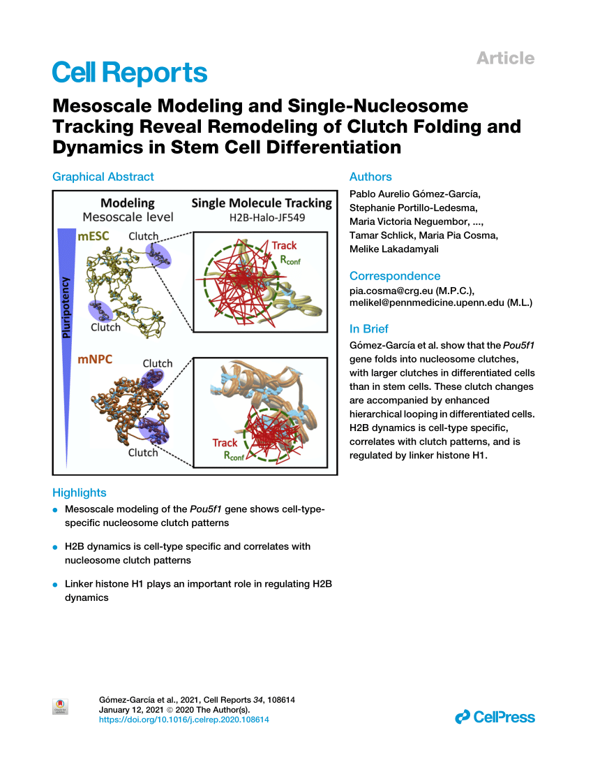 Pdf Mesoscale Modeling And Single Nucleosome Tracking Reveal Remodeling Of Clutch Folding And Dynamics In Stem Cell Differentiation