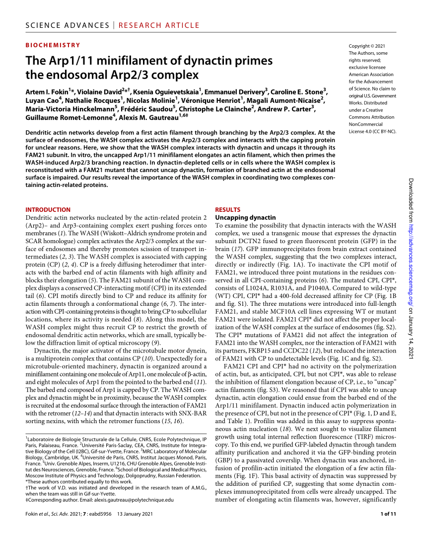 PDF) The Arp1/11 minifilament of dynactin primes the endosomal Arp2/3  complex
