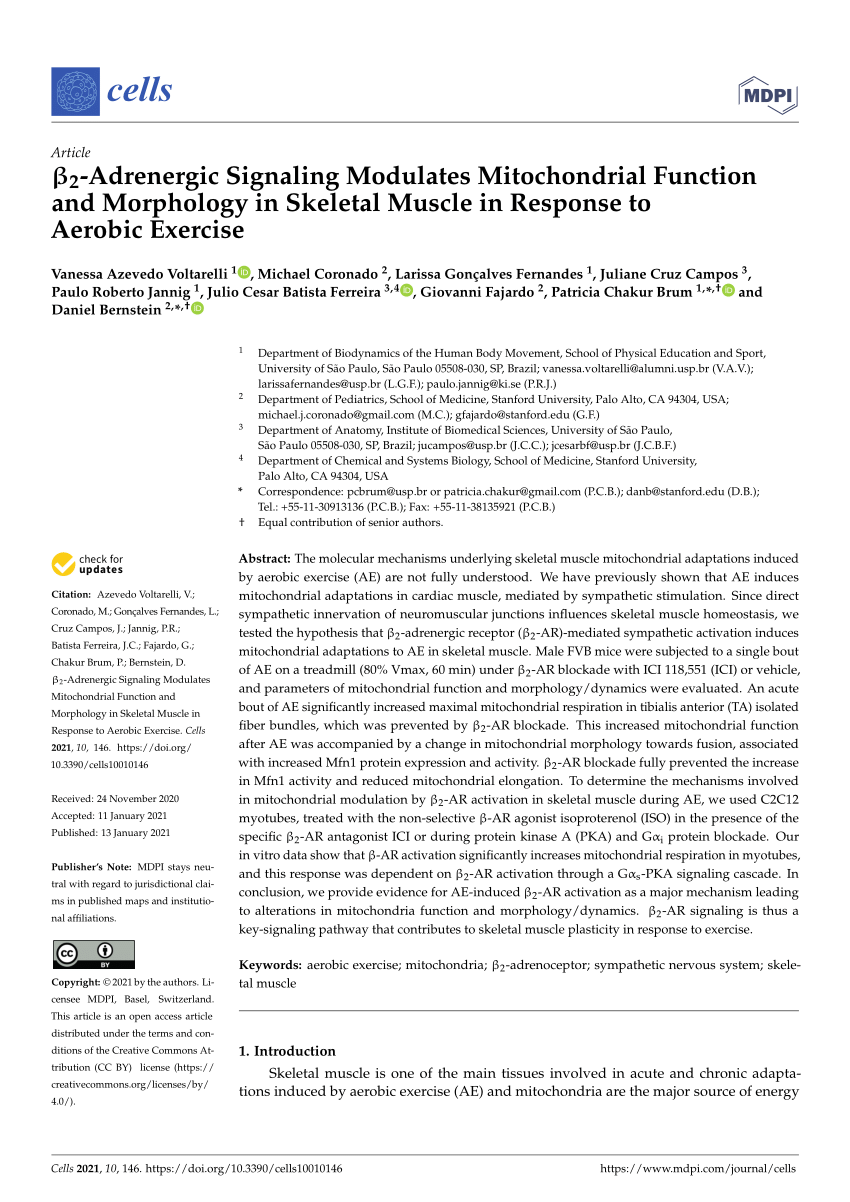 Pdf B2 Adrenergic Signaling Modulates Mitochondrial Function And Morphology In Skeletal Muscle In Response To Aerobic Exercise