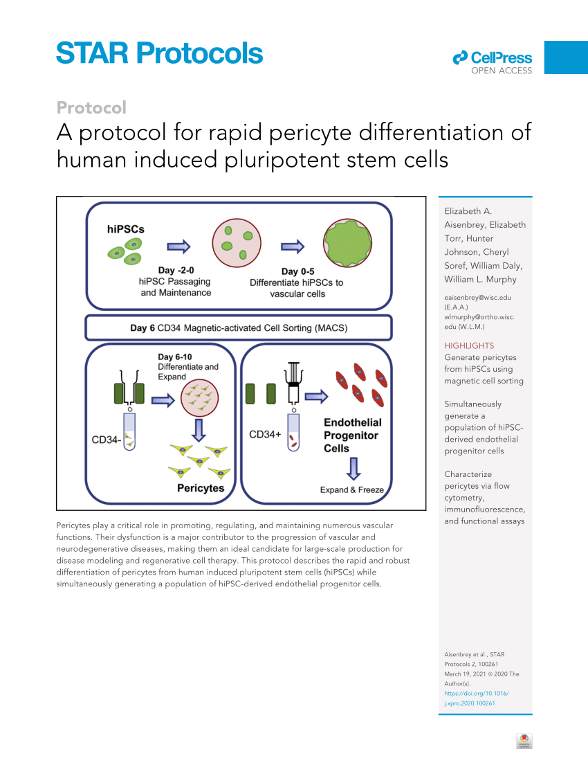 Pdf A Protocol For Rapid Pericyte Differentiation Of Human Induced Pluripotent Stem Cells