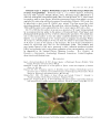 Preview image for Bombylius major L. (Diptera: Bombyliidae) as prey of Metellina mengei (Blackwall) (Araneae: Tetragnathidae