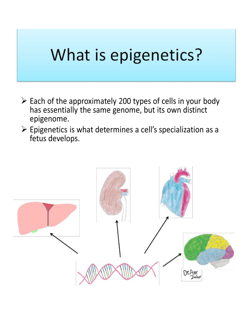 (PDF) Epigenetics