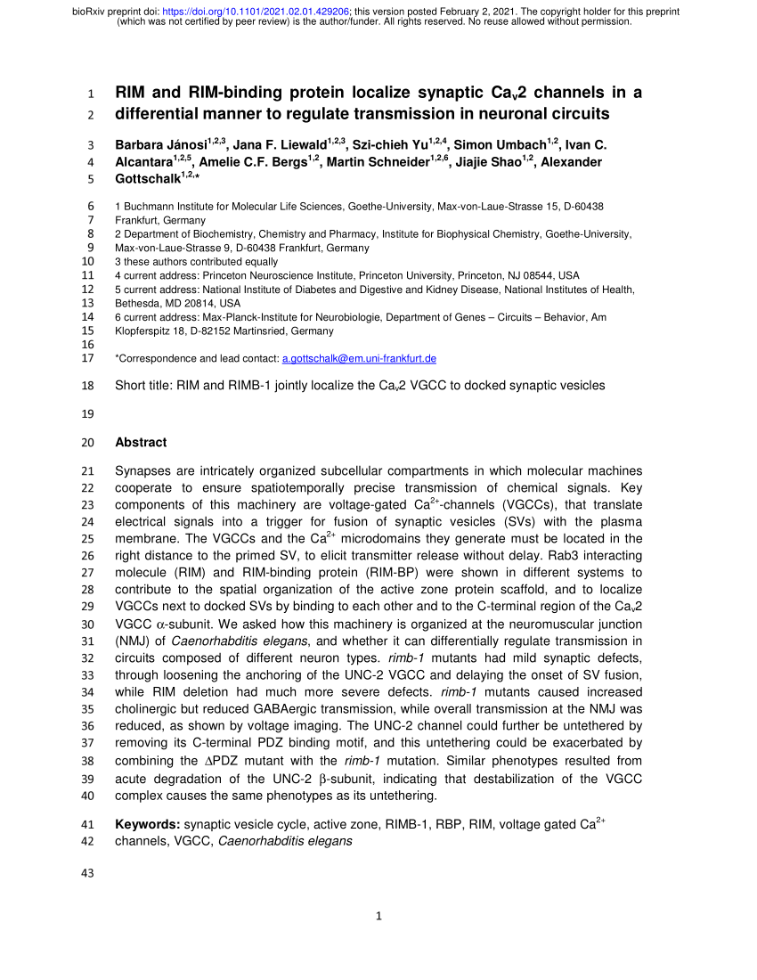 PDF) RIM and RIM-binding protein localize synaptic Cav2 channels