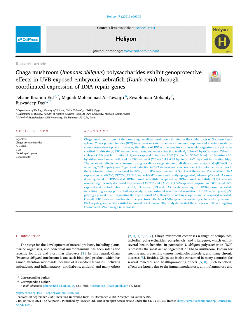 Pdf Chaga Mushroom Inonotus Obliquus Polysaccharides Exhibit Genoprotective Effects In Uvb Exposed Embryonic Zebrafish Danio Rerio Through Coordinated Expression Of Dna Repair Genes