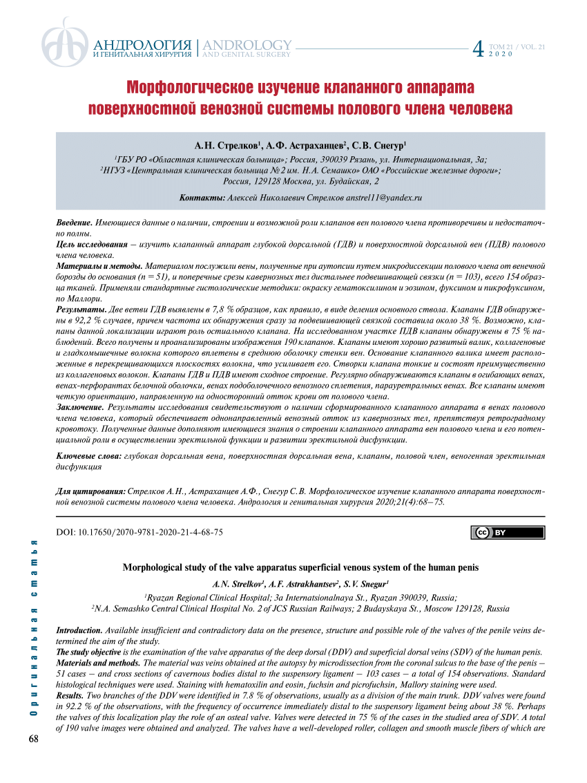 PDF) Morphological study of the valve apparatus superficial venous system  of the human penis