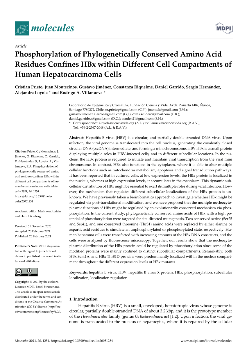 Pdf Phosphorylation Of Phylogenetically Conserved Amino Acid Residues Confines Hbx Within Different Cell Compartments Of Human Hepatocarcinoma Cells