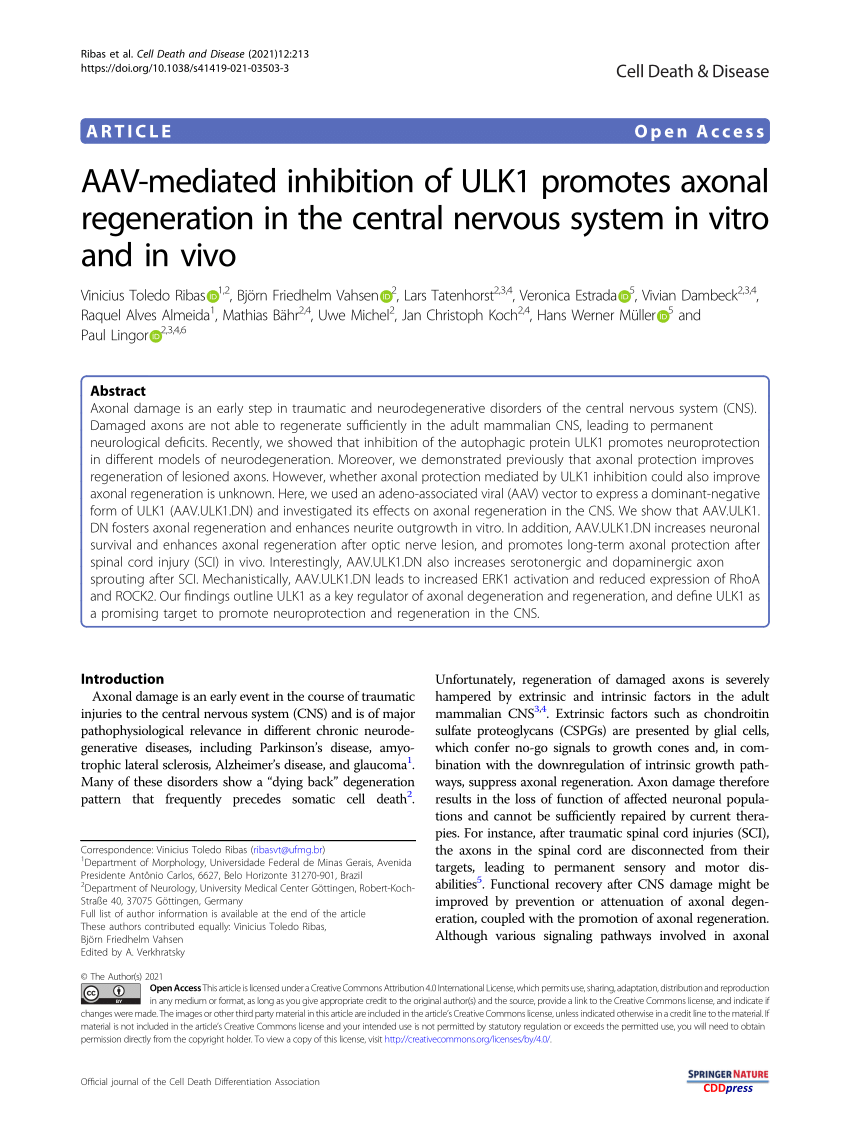 PDF) AAV-mediated inhibition of ULK1 promotes axonal regeneration ...