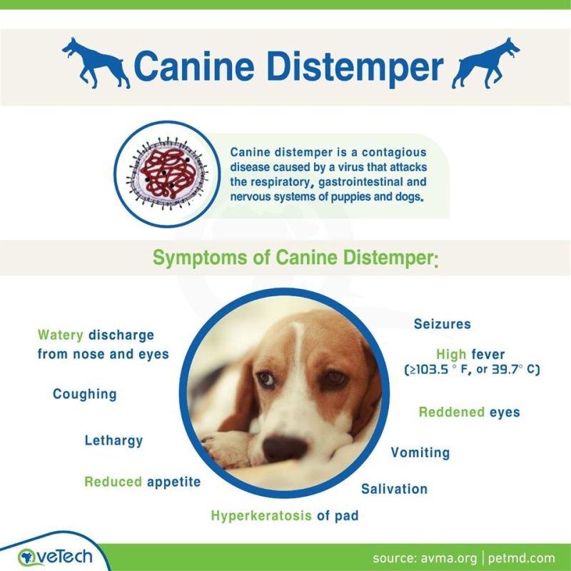 what are the symptoms of distemper in dogs