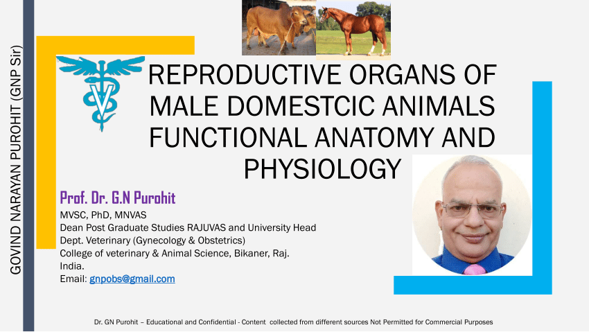 PDF) Anatomy and Physiology of Male Domestic Animals
