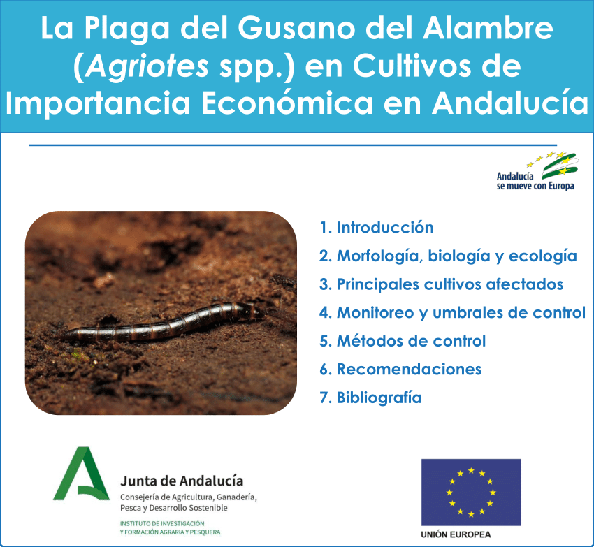 PDF) La Plaga del Gusano del Alambre (Agriotes spp.) en Cultivos de  Importancia Económica en Andalucía