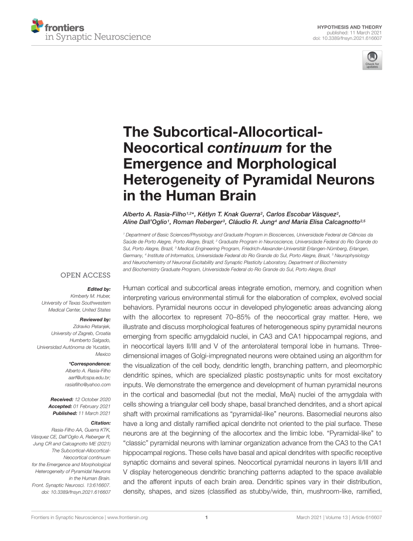 PDF) The Subcortical-Allocortical- Neocortical continuum for the Emergence  and Morphological Heterogeneity of Pyramidal Neurons in the Human Brain
