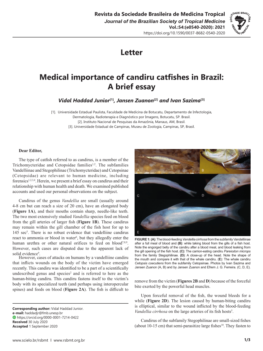 PDF) Medical importance of candiru catfishes in Brazil: A brief essay