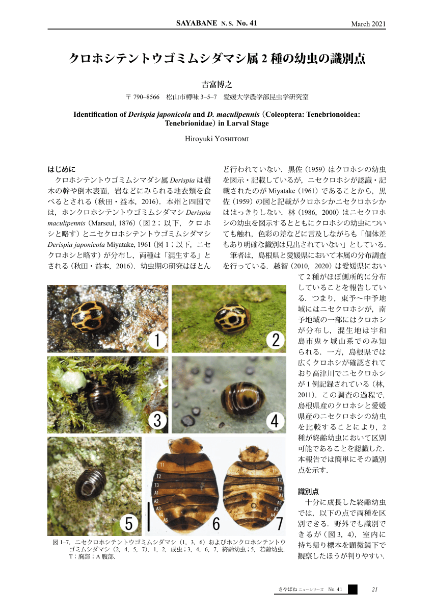 PDF) クロホシテントウゴミムシダマシ属2 種の幼虫の識別点 
