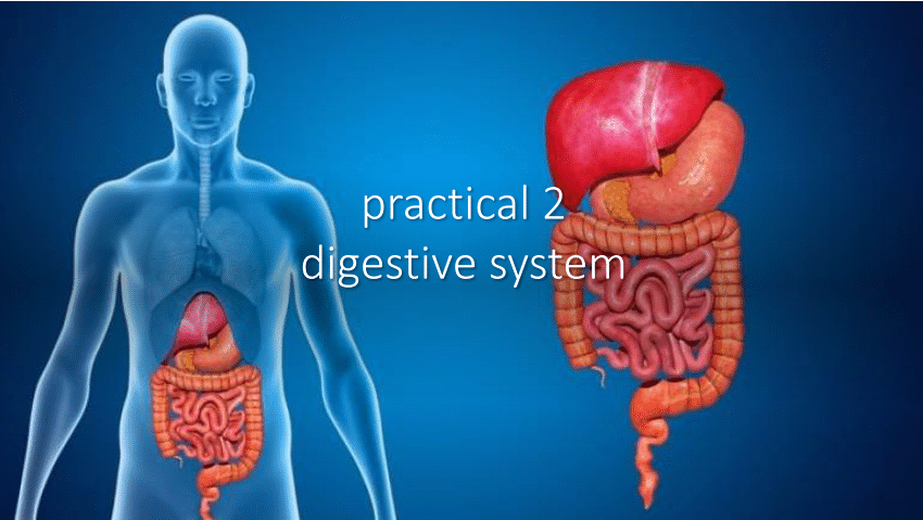 (PDF) practical 2 digestive system