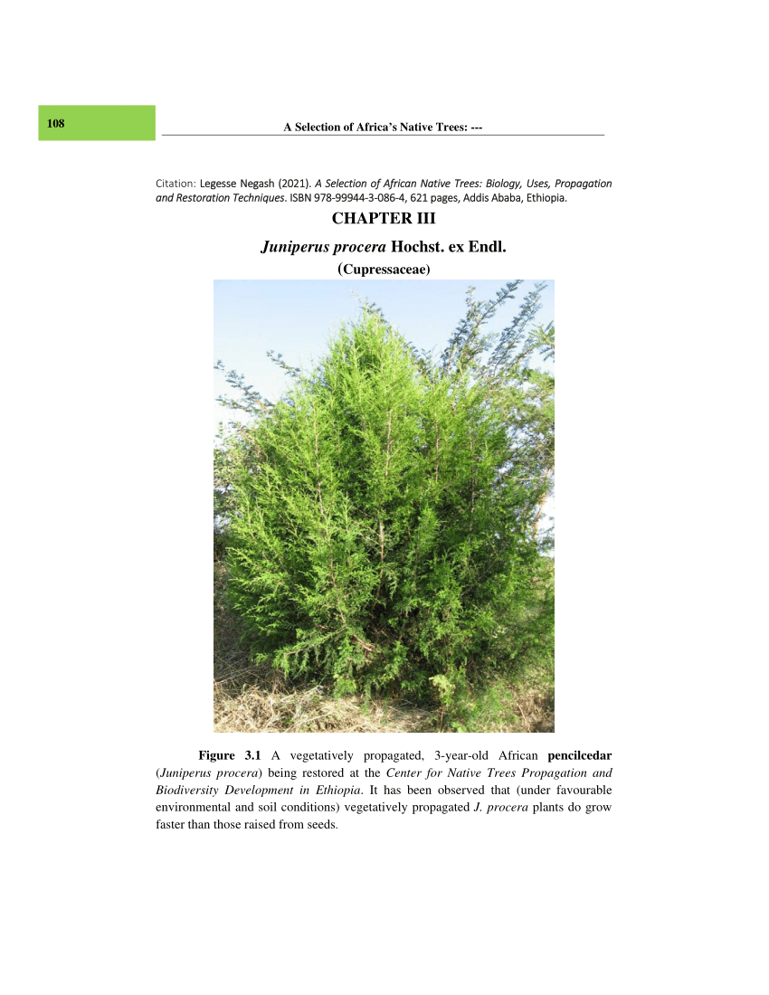 African juniper or african pencil cedar (Juniperus procera) in