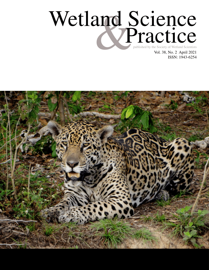 Wildfires disproportionately affected jaguars in the Pantanal