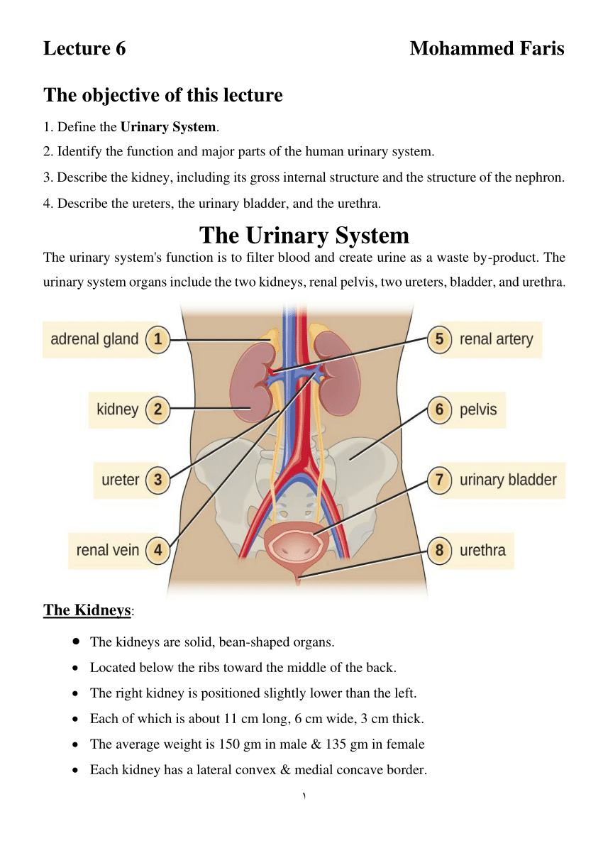 urinary system case study answers