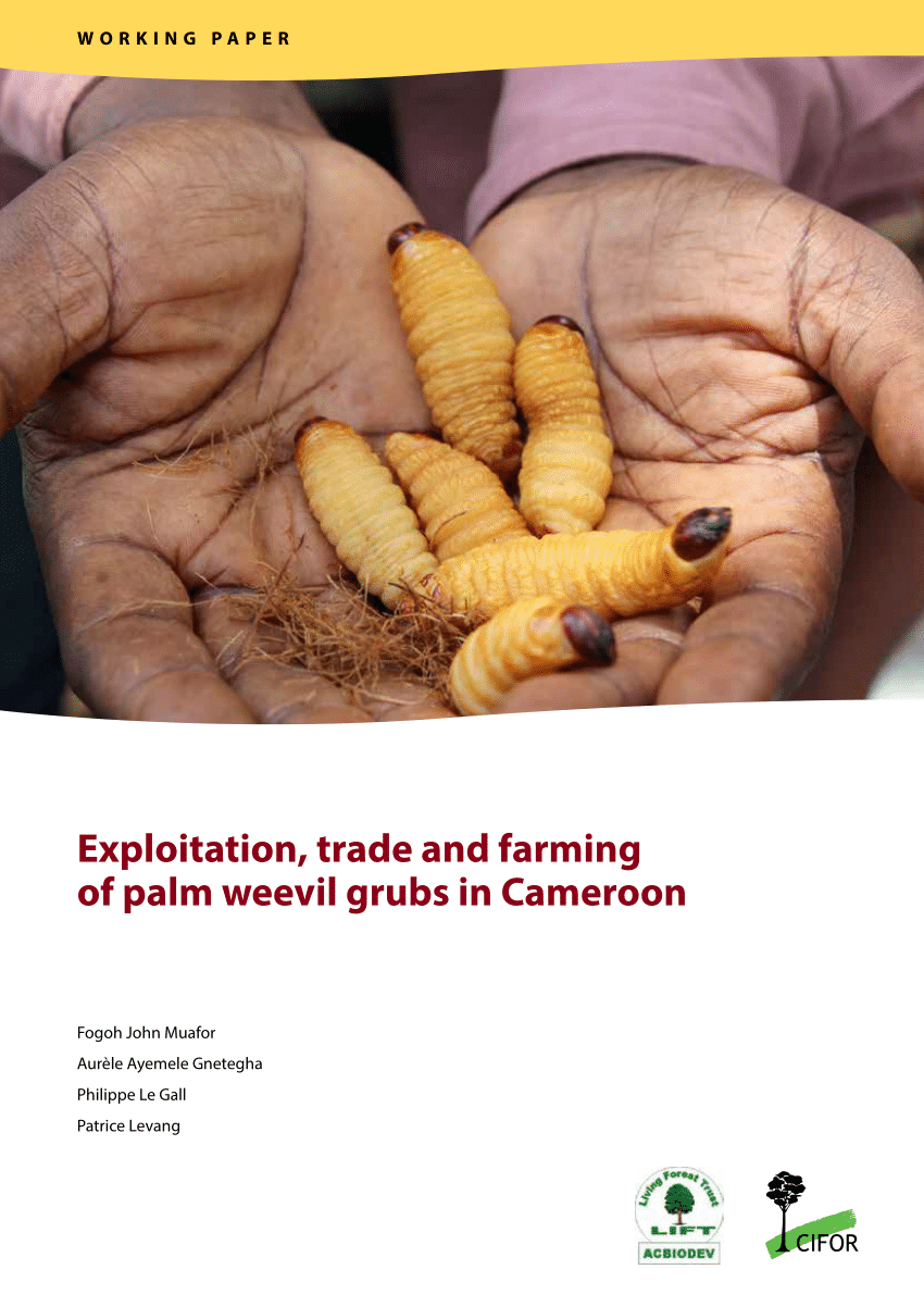 PDF) Exploitation, trade and farming of palm weevil grubs in Cameroon