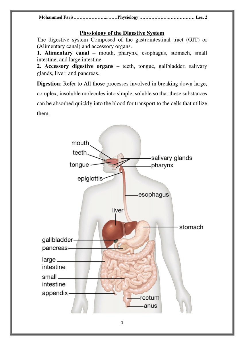 short essay on human digestive system