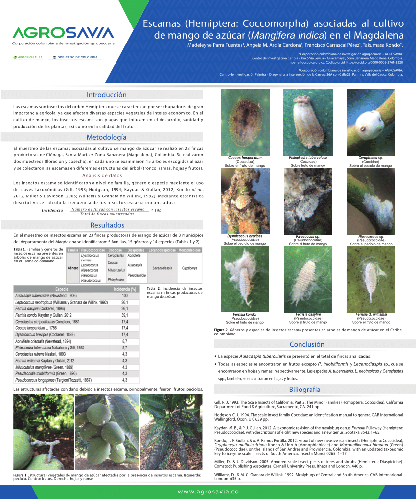 Pdf Escamas Hemiptera Coccomorpha Asociadas Al Cultivo De Mango De Azúcar Manera Indica 6984