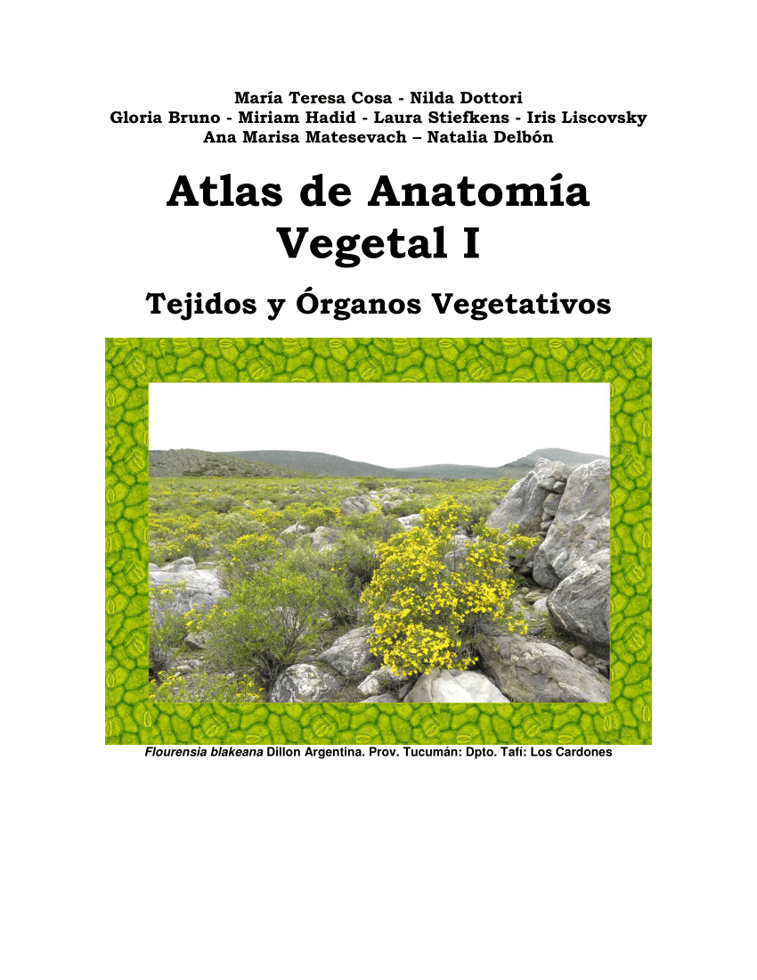 Pdf Atlas De Anatomía Vegetal I Tejidos Y Órganos Vegetativos 9347