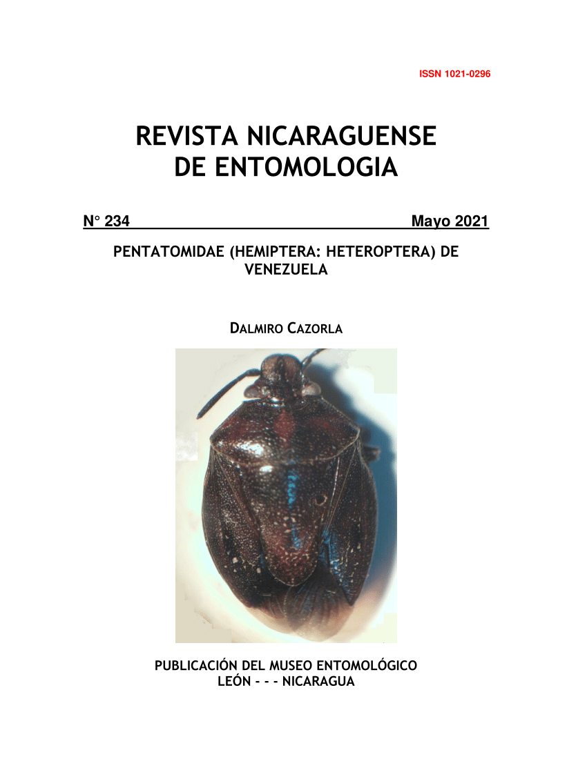 Shield bug with eggs, Edessa rufomarginata, Pentatomidae
