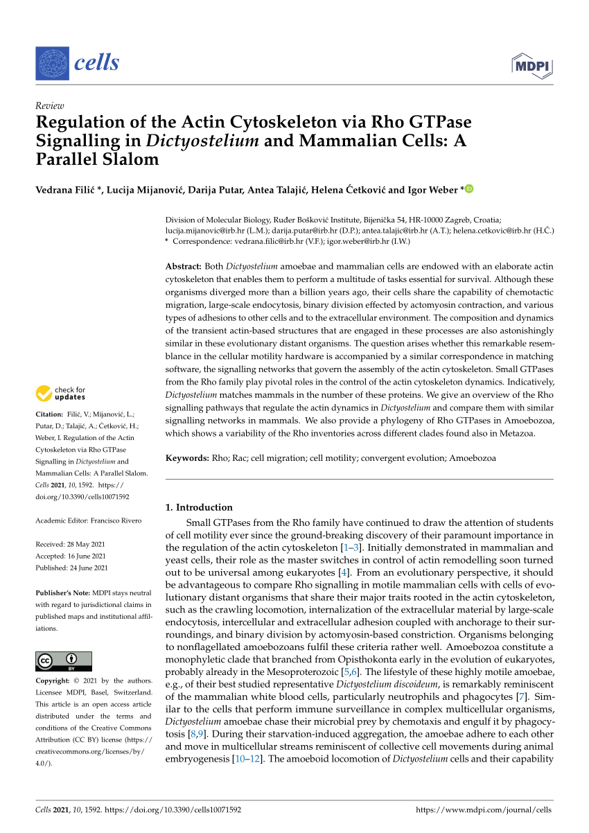 Pdf Regulation Of The Actin Cytoskeleton Via Rho Gtpase Signalling In Dictyostelium And Mammalian Cells A Parallel Slalom