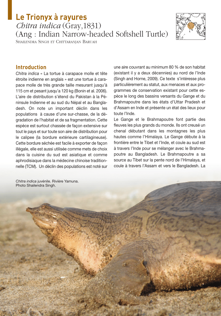 Pdf Le Trionyx à Rayures Chitra Indica Gray1831 Ang Indian Narrow Headed Softshell Turtle 