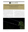 Preview image for Unusual Behavior in Grenada Bank Treeboas (Corallus grenadensis)