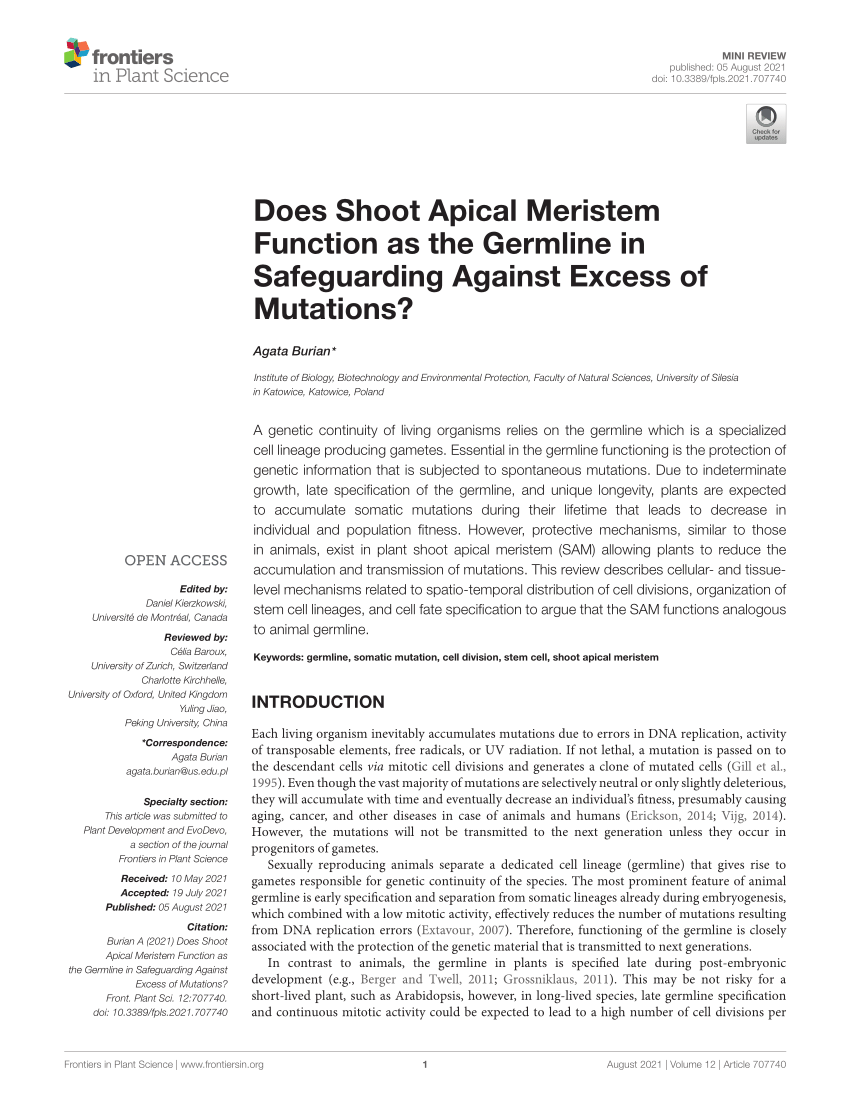 Pdf Does Shoot Apical Meristem Function As The Germline In Safeguarding Against Excess Of Mutations