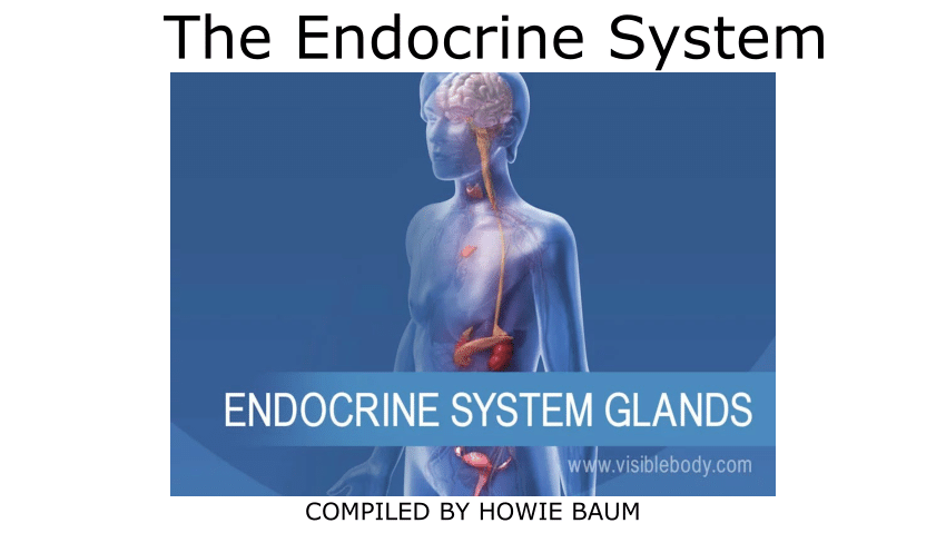 pdf-the-endocrine-system-compiled-by-howie-baum