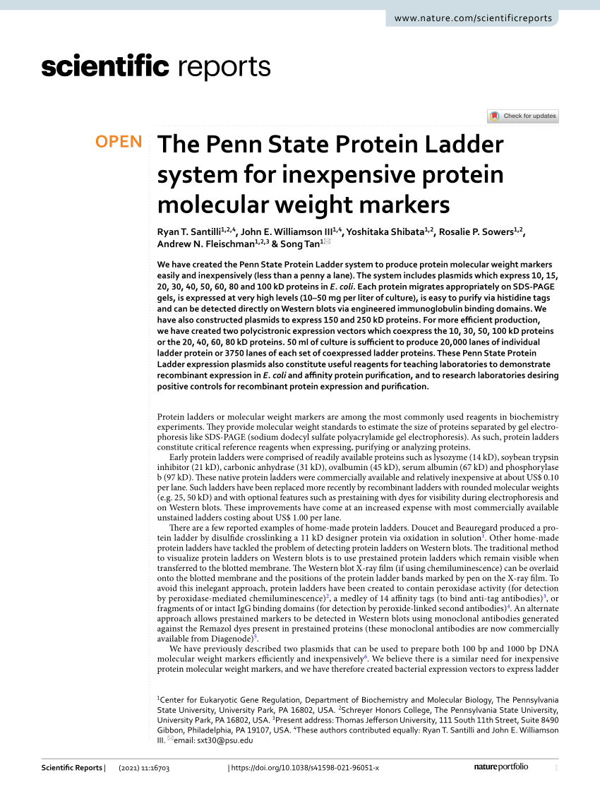 Cytiva Rainbow™ Molecular Weight Markers