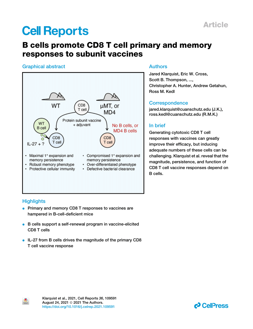 PDF) B cells promote CD8 T cell primary and memory responses to 