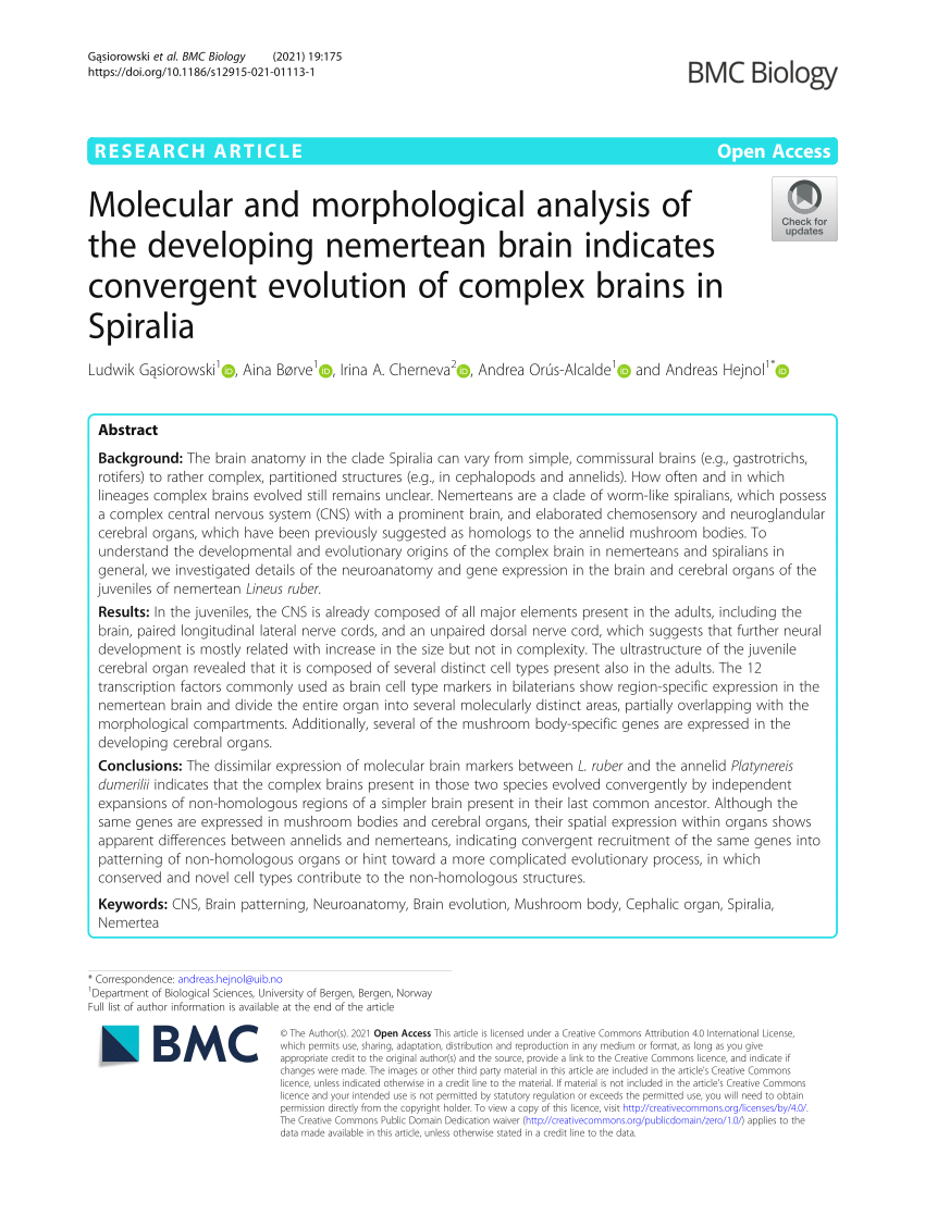 Pdf Molecular And Morphological Analysis Of The Developing Nemertean Brain Indicates Convergent Evolution Of Complex Brains In Spiralia